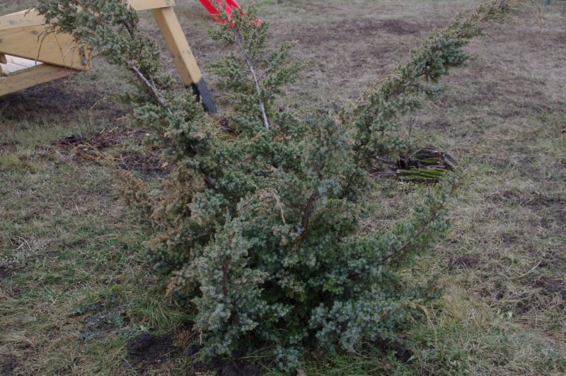 Можжевельник Мейери ниваки