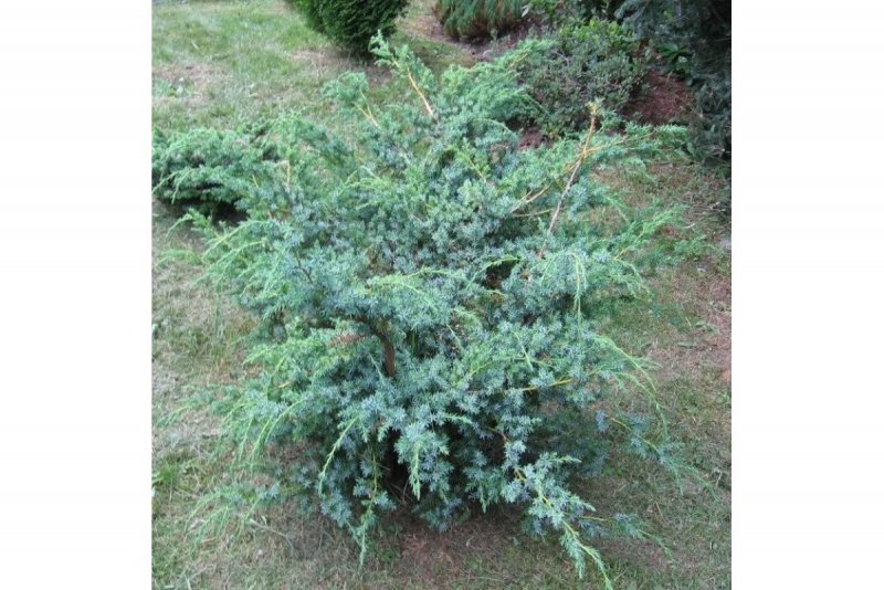 Juniperus chinensis Blue Alps c2
