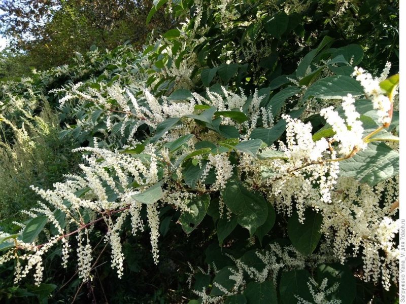Сахалинский Горец (Polygonum sachalinense)