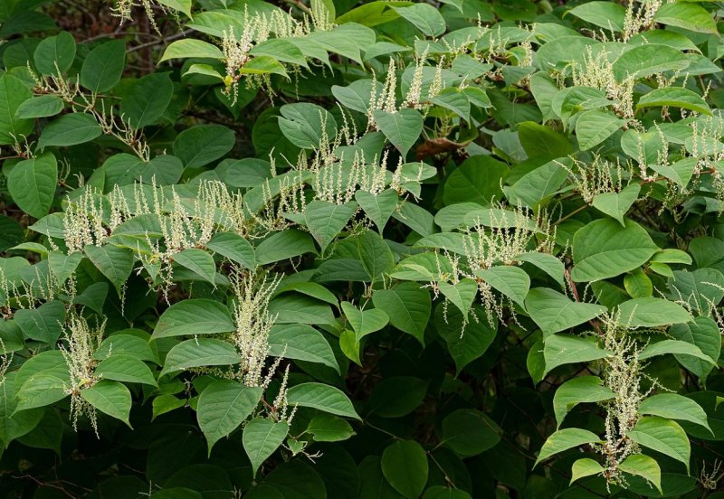 Reynoutria sachalinensis на русском