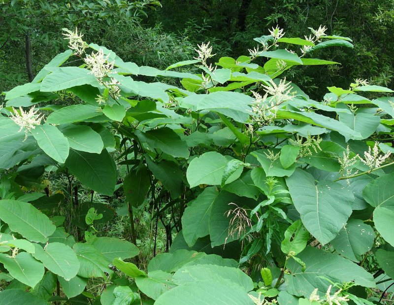 Рейнутрия Сахалинская (Reynoutria sachalinensis), Сибирский бамбук