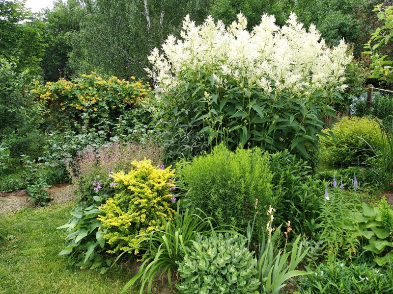 Горец изменчивый (к) Persicaria polymorpha