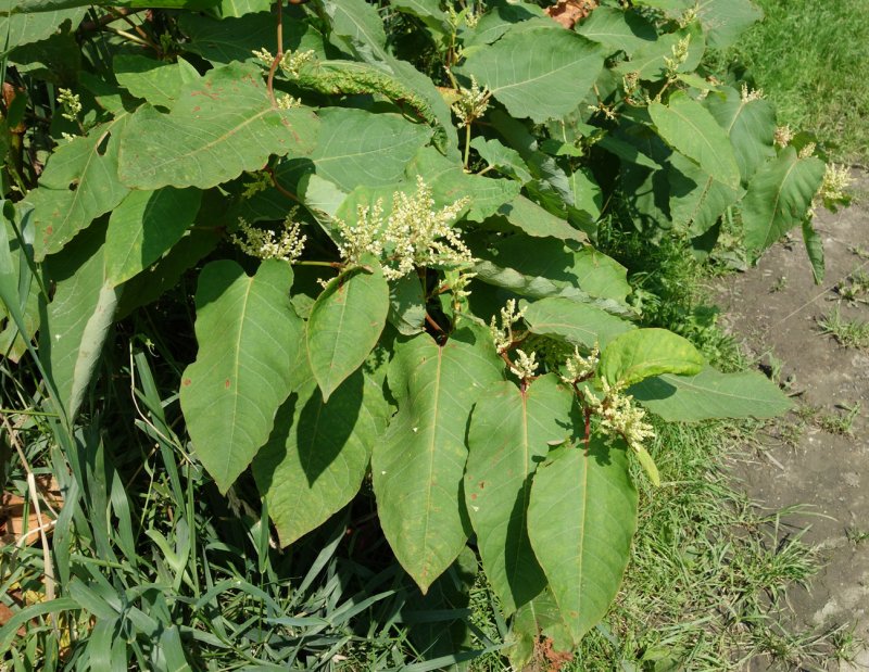 Reynoutria sachalinensis