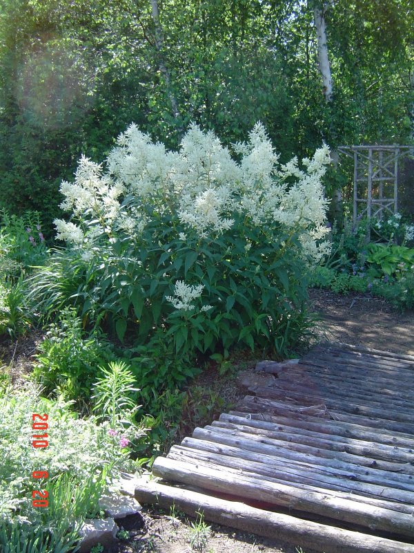 Горец изменчивый (к) Persicaria polymorpha