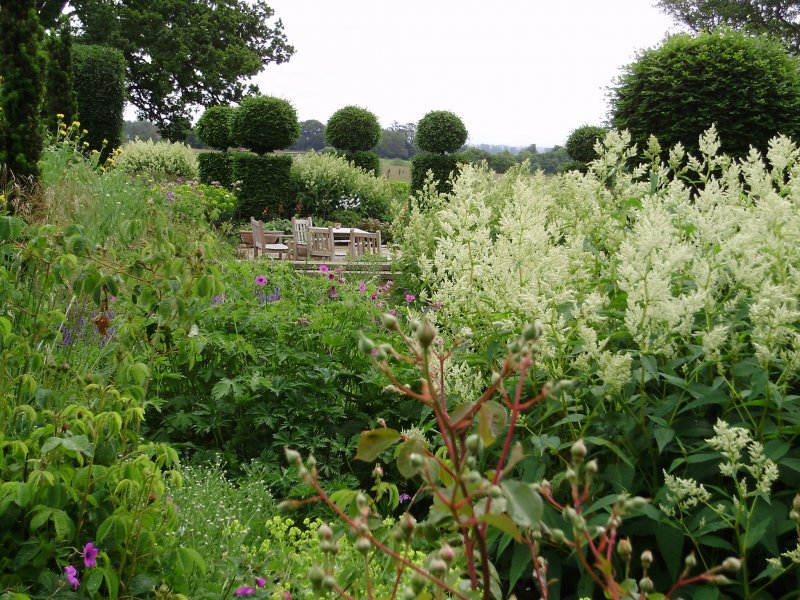Горец изменчивый (Polygonum polymorpha)