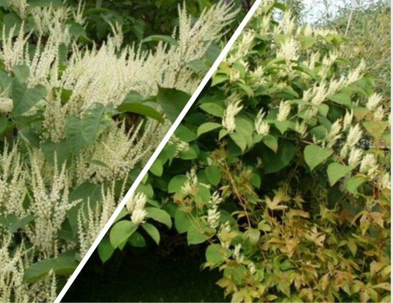 Горец Сахалинский “variegata”