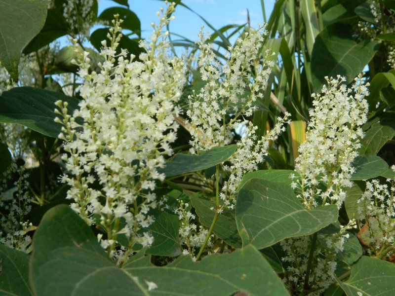 Сахалинский Горец (Polygonum sachalinense)