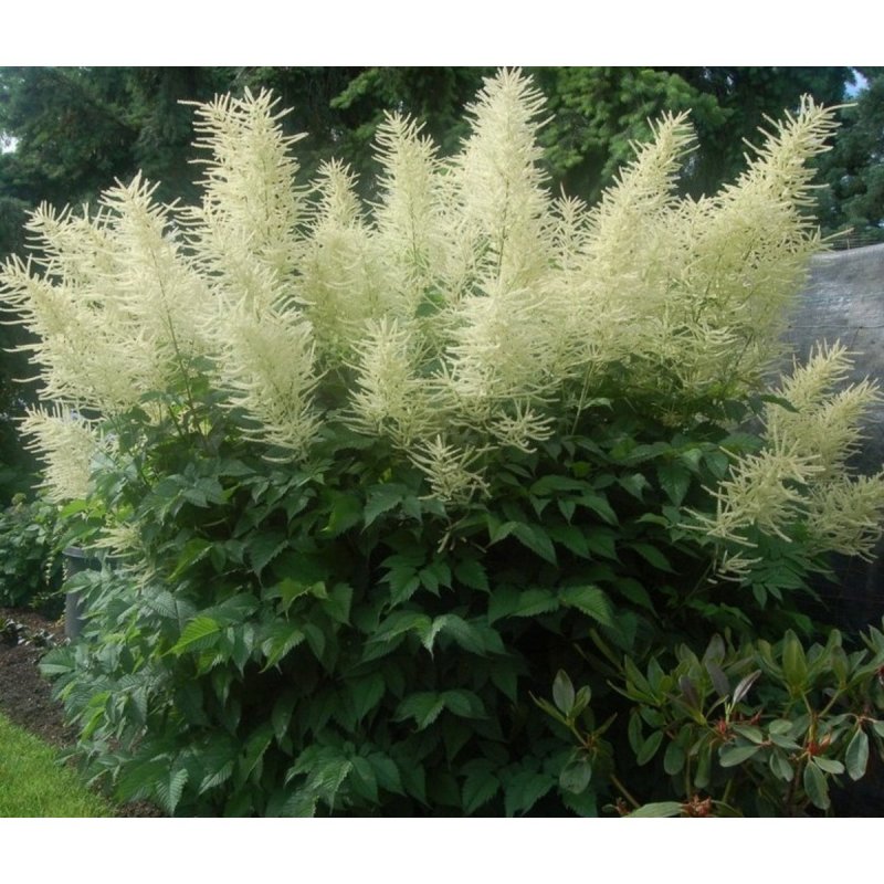 Волжанка китайская (Aruncus sinensis `Zweiweltenkind`)
