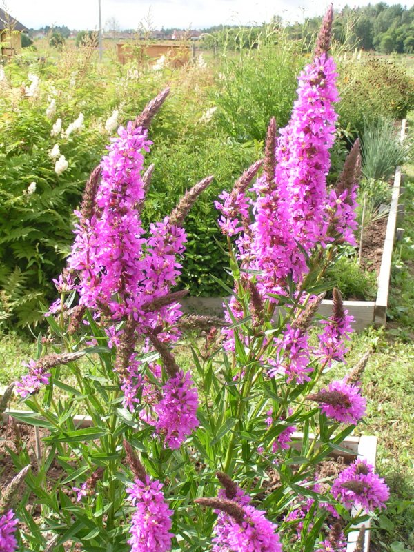Дербенник иволистный rote Hybriden