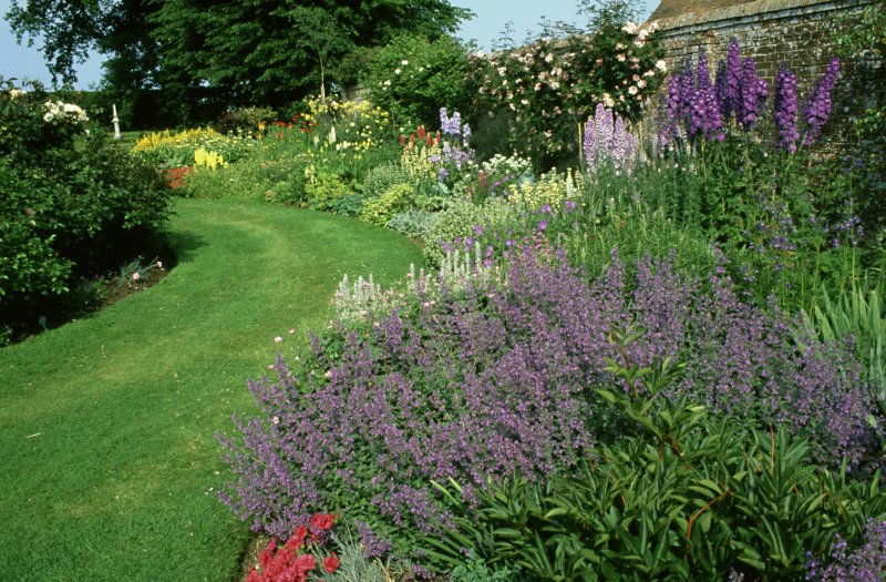 Дербенник иволистный (Lythrum salicaria)