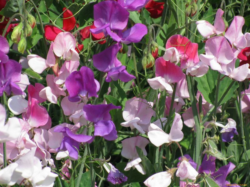 Sweet Pea Pepper
