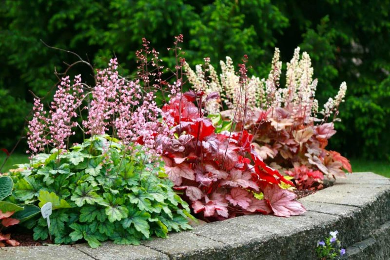 Гейхера (Heuchera)