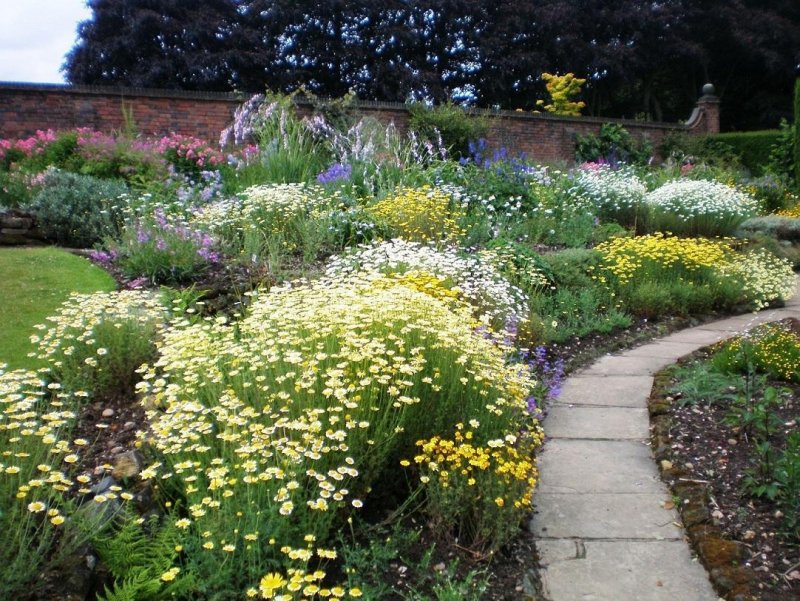 Манжетка Alchemilla mollis