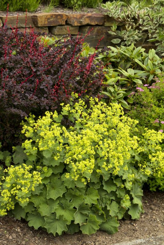 Манжетка Alchemilla mollis Robustica
