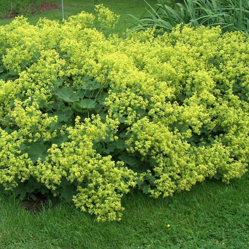 Манжетка мягкая Селект (Alchemilla mollis select)