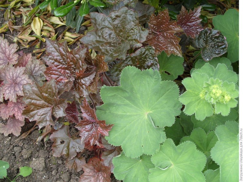 Манжетка Alchemilla mollis Robustica