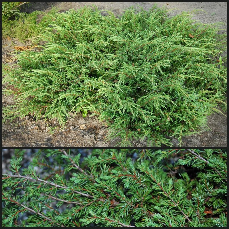 Juniperus chinensis Daub' s Frosted