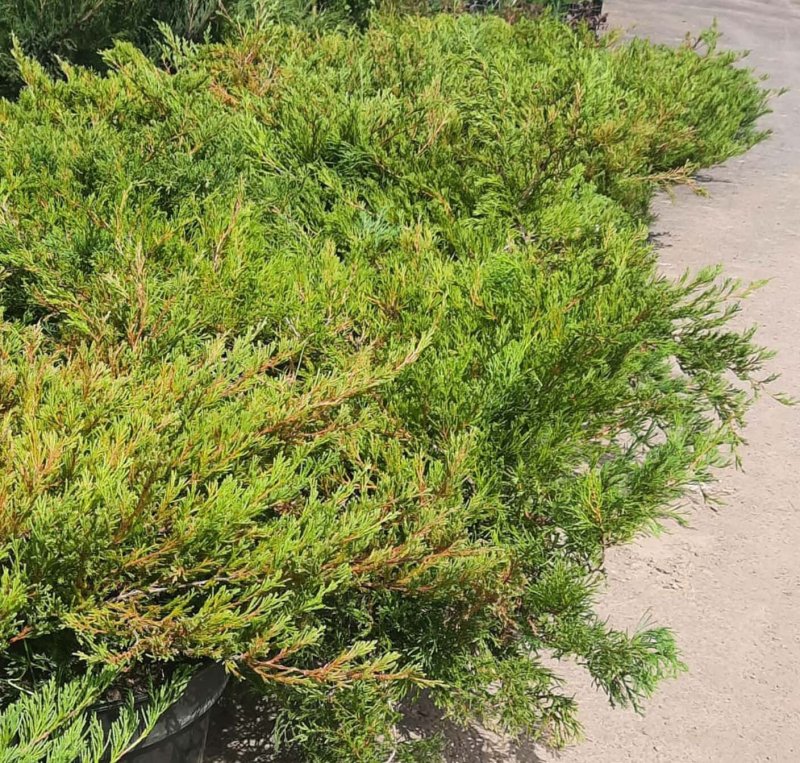 Можжевельник обыкновенный Green Carpet