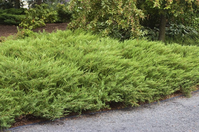 Можжевельник обыкновенный Green Carpet
