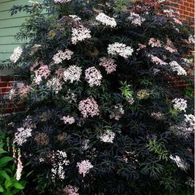 Чёрная Бузина pyramidalis