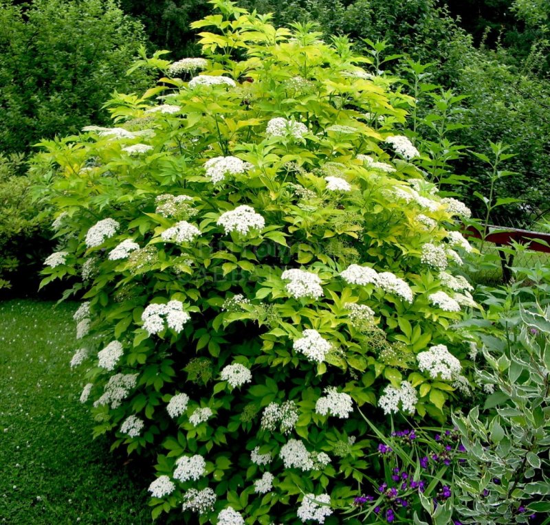 Бузина черная Ауреа (Sambucus nigra Aurea)