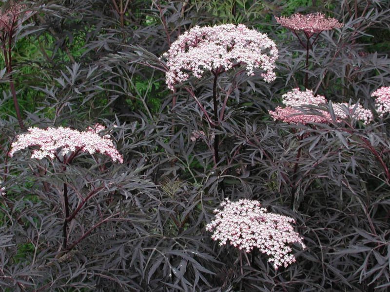 Sambucus (Бузина) nigra Black Lace Eva