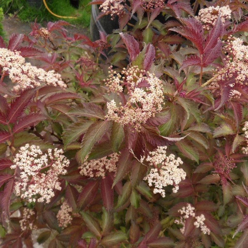 Бузина черная (Sambucus nigra)
