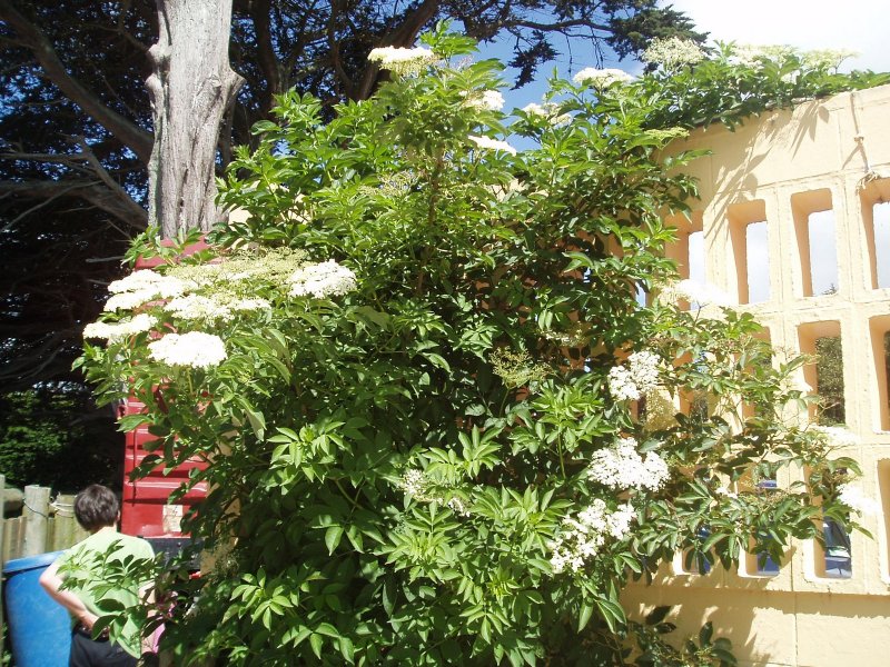 Sambucus nigra Dwarf form