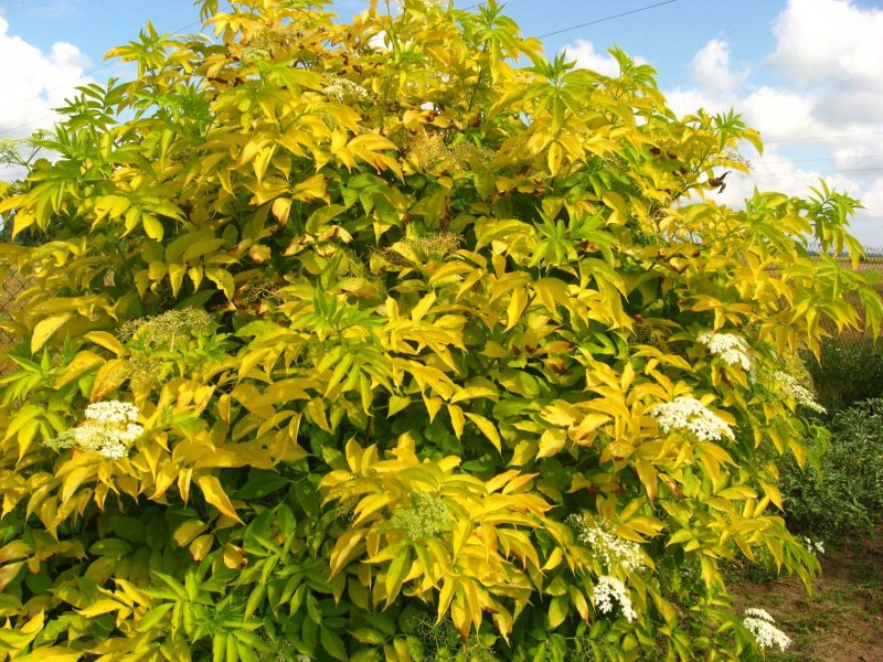 Бузина черная Ауреа (Sambucus nigra Aurea)