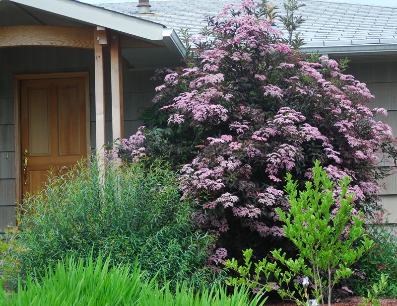 Бузина чёрная Блэк Бьюти Sambucus nigra Black Beauty©