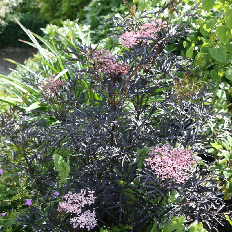Бузина черная `Блэк Лэйс` Sambucus nigra `Black Lace`