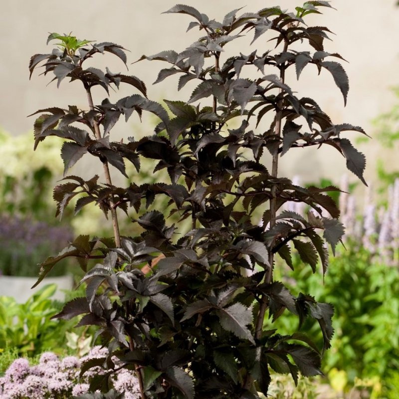 Бузина Sambucus nigra Black Tower