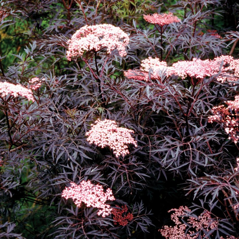 Бузина черная Тандерклауд Sambucus nigra