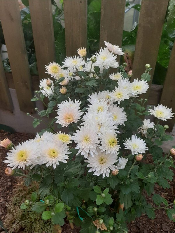 Астра Альпийская (Aster Alpinus Albus) р9