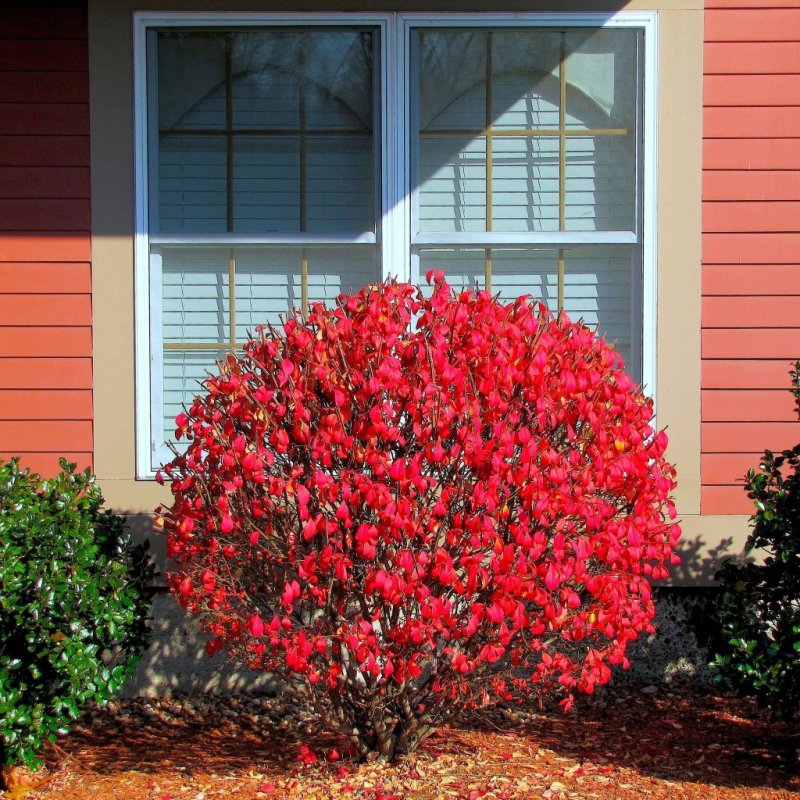 Бересклет Европейский (Euonymus europaeus)