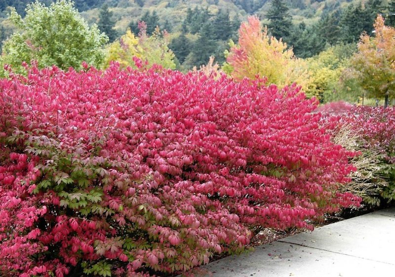 Бересклет крылатый Euonymus alatus