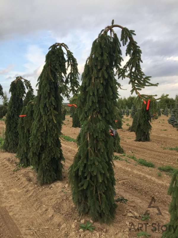 Picea Abies - świerk pospolity Sun on the Sky ᴾᴮᴿ