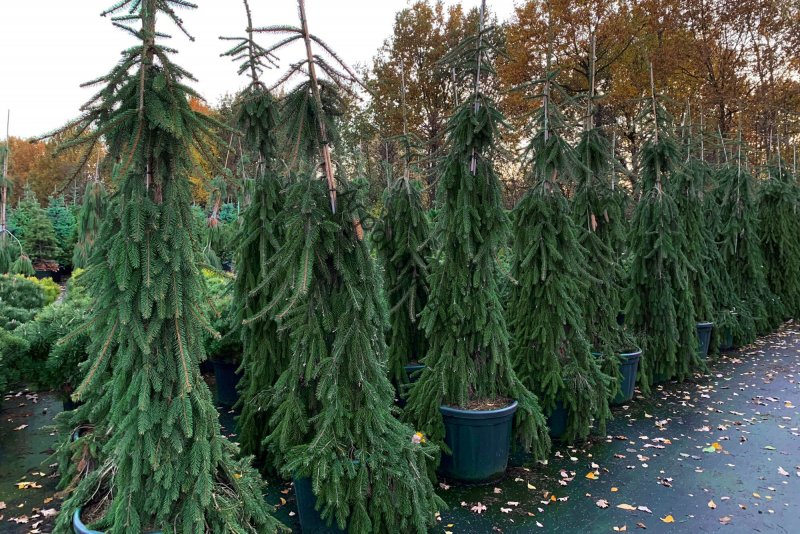 Picea Abies (ель обыкновенная) 'inversa'