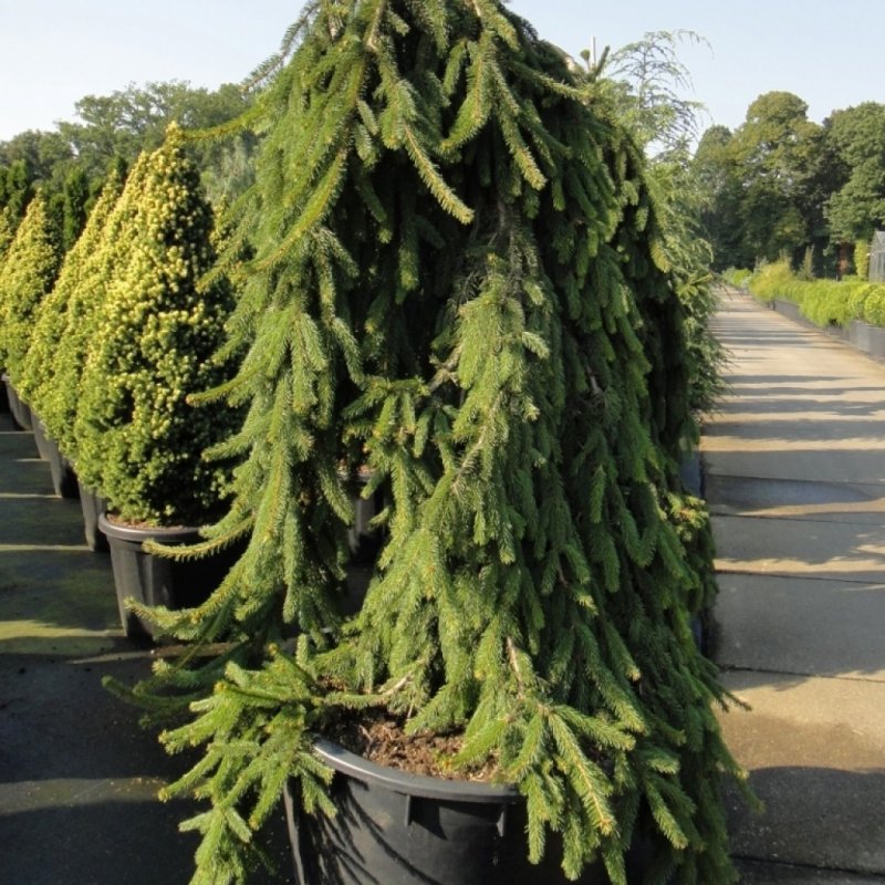 Picea Abies 'Cobra'