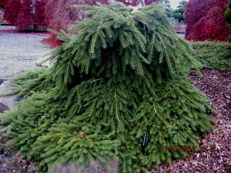 Picea Abies (ель обыкновенная) 'inversa'