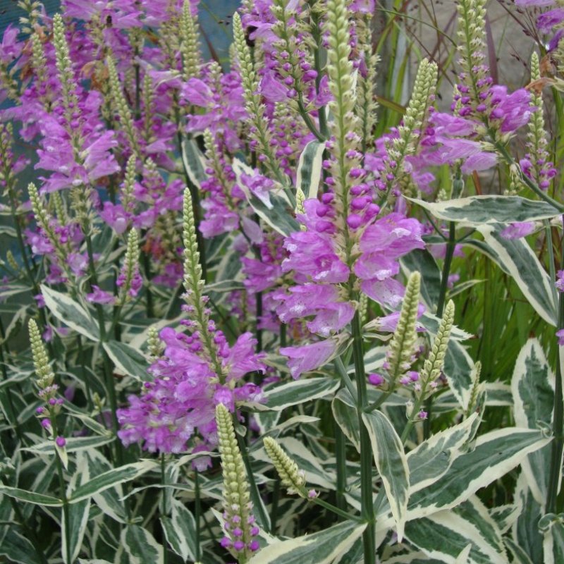 Физостегия виргинская variegata