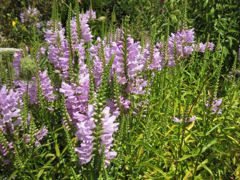 Физостегия Physostegia virginiana