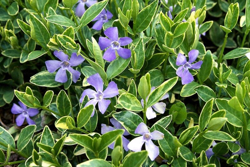 Барвинок малый 'Argenteovariegata'