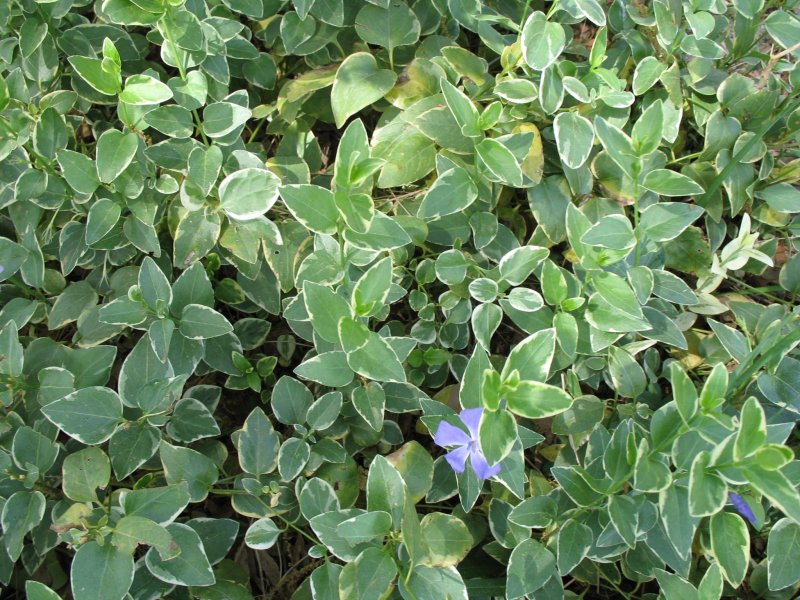 Барвинок малый variegata