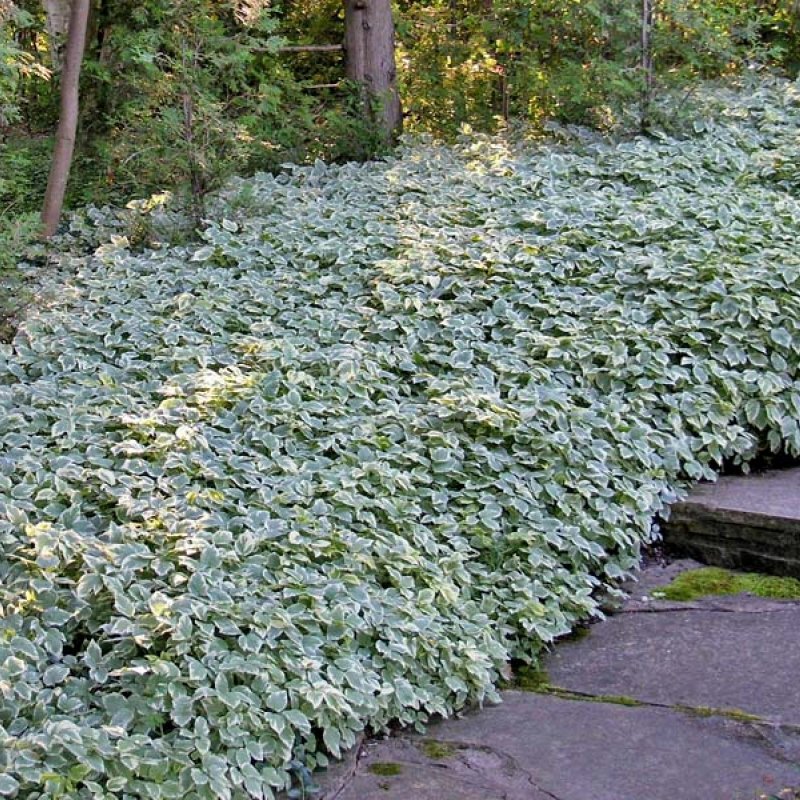 Барвинок и снытью