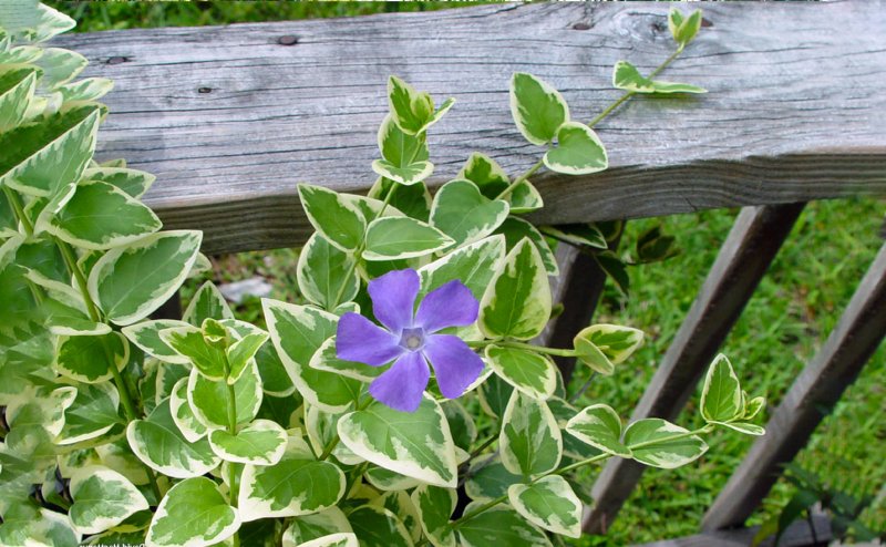 Барвинок малый variegata