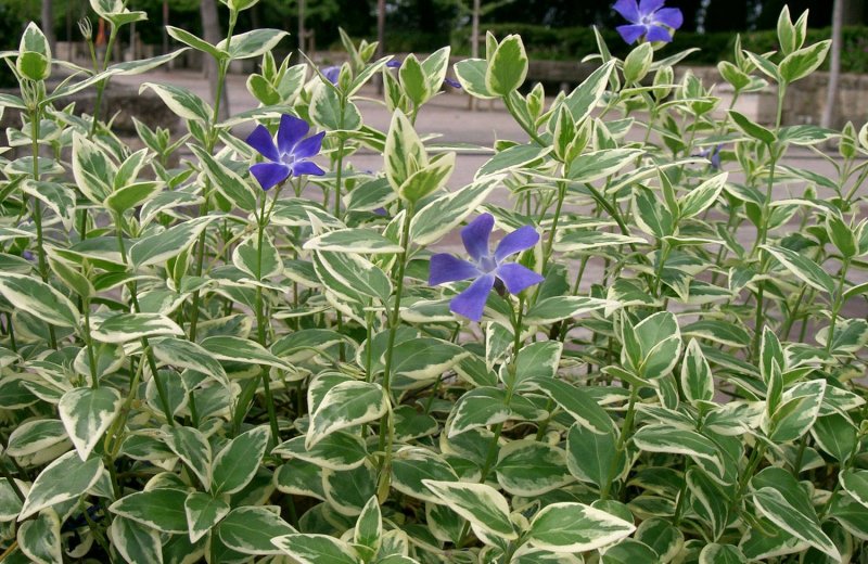 Барвинок большой variegata