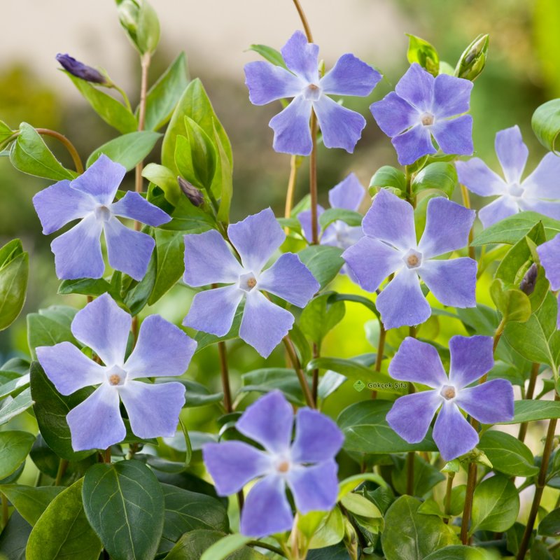 Барвинок большой Vinca Major трава