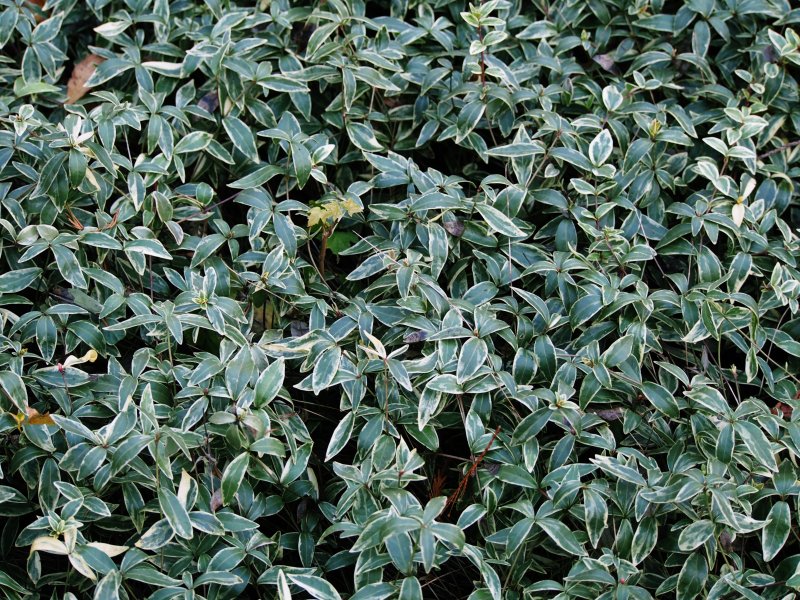 Барвинок малый 'Argenteovariegata'
