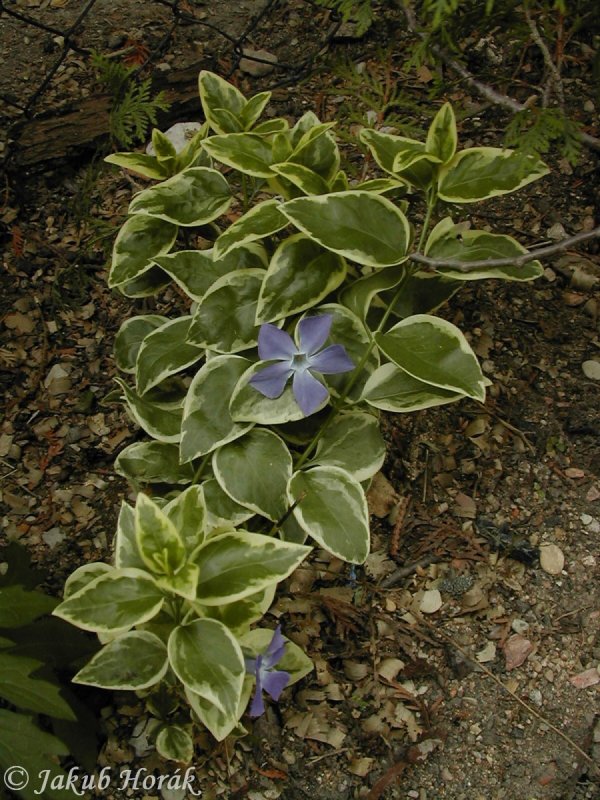 Vinca Major 'variegata'